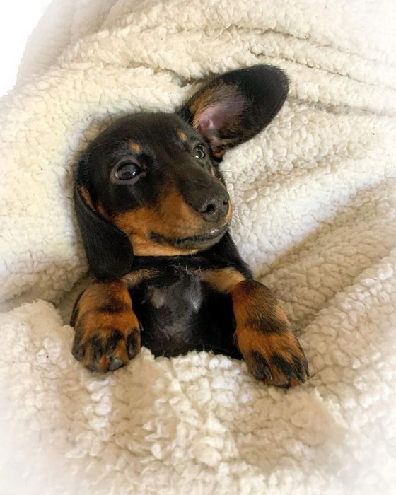 Такса-цуценя: радість у вашому домі!