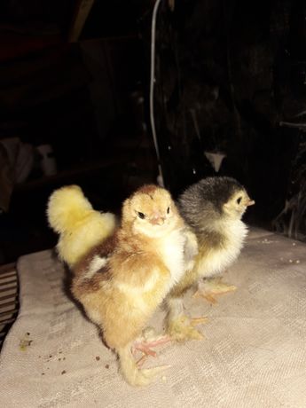 Цыплята породы Брама светлая,куропатчатая,темная.