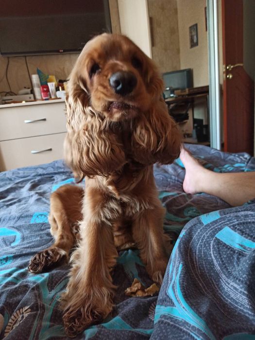 Вязка английского спаниеля