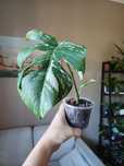 Monstera deliciosa variegata