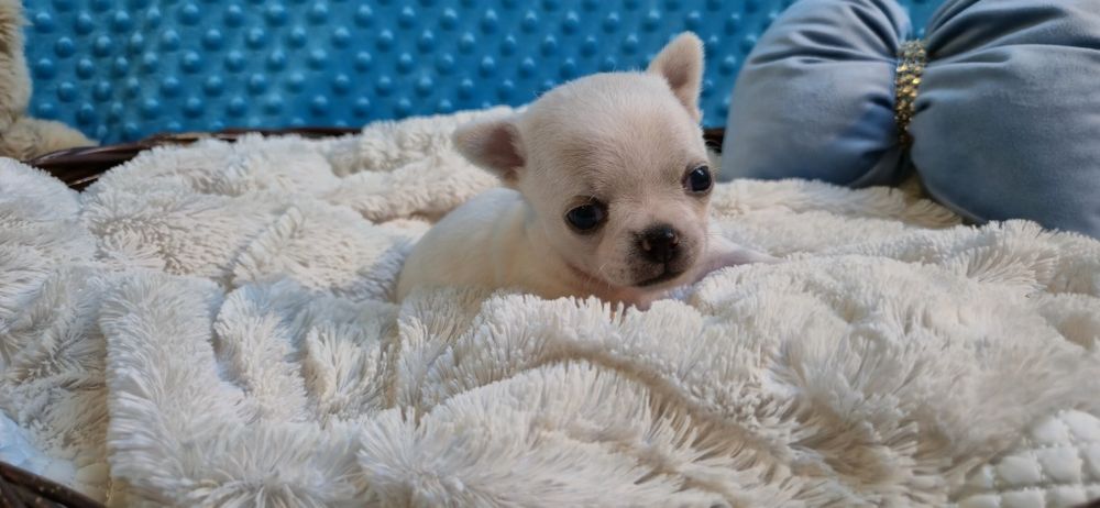 Perełka- malutki biały chłopczyk Chihuahua krótkowłosy
