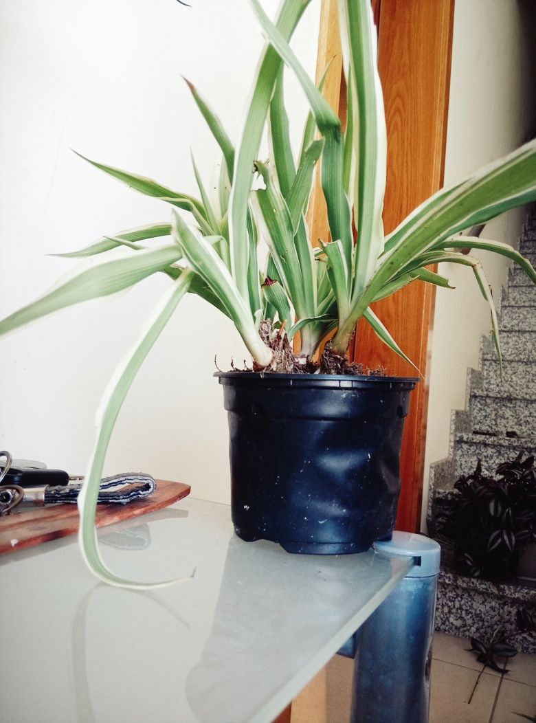 Vendo suculentas e plantas
