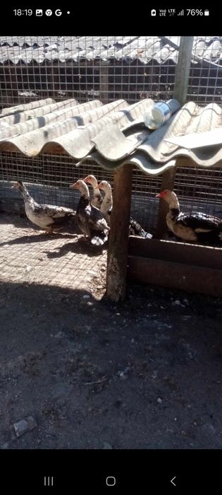 Sprzedam kaczki i kaczory francuskie