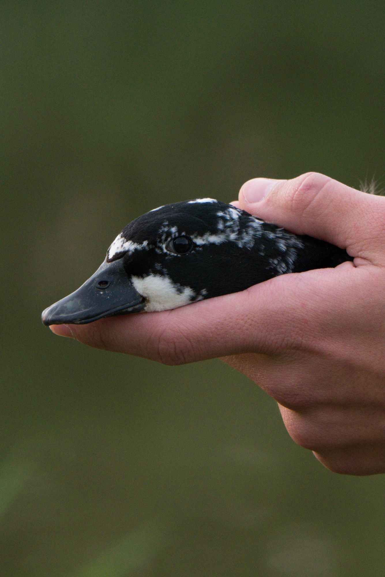 Kaczki  ozdobne call duck