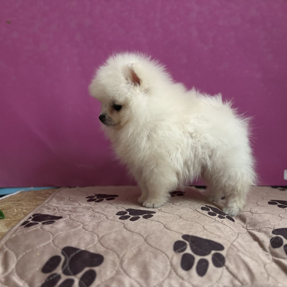 шикарний Ведмедик шоу класу