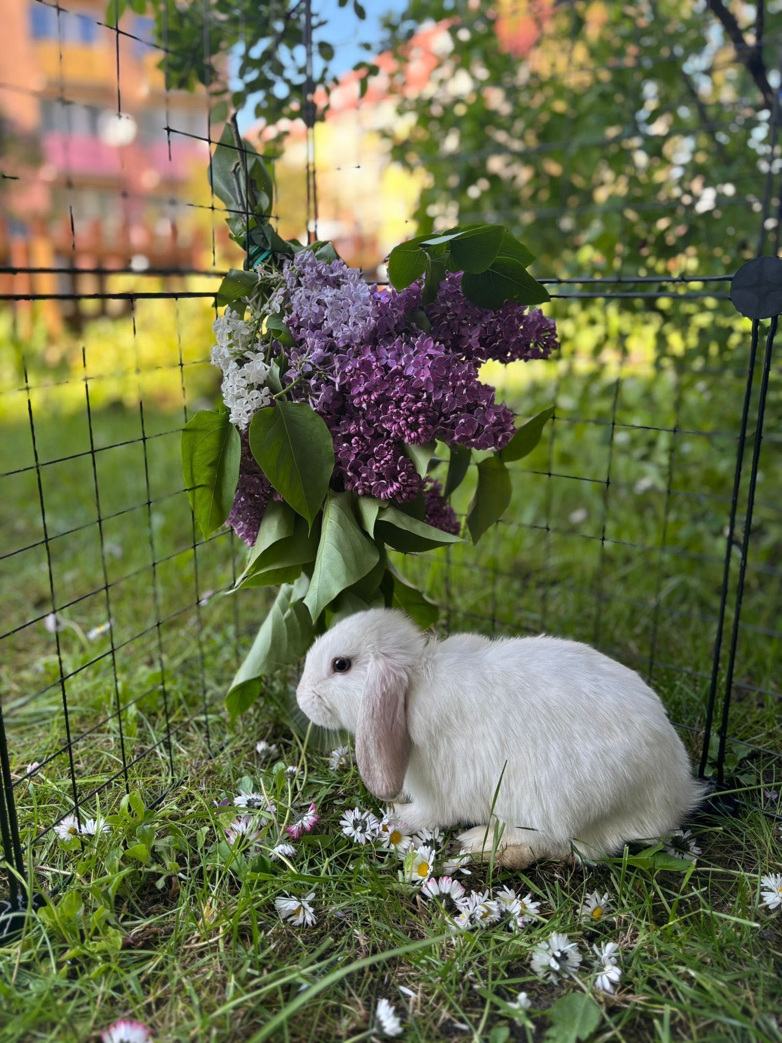 Królik miniaturka Mini Lop baranek top hodowla