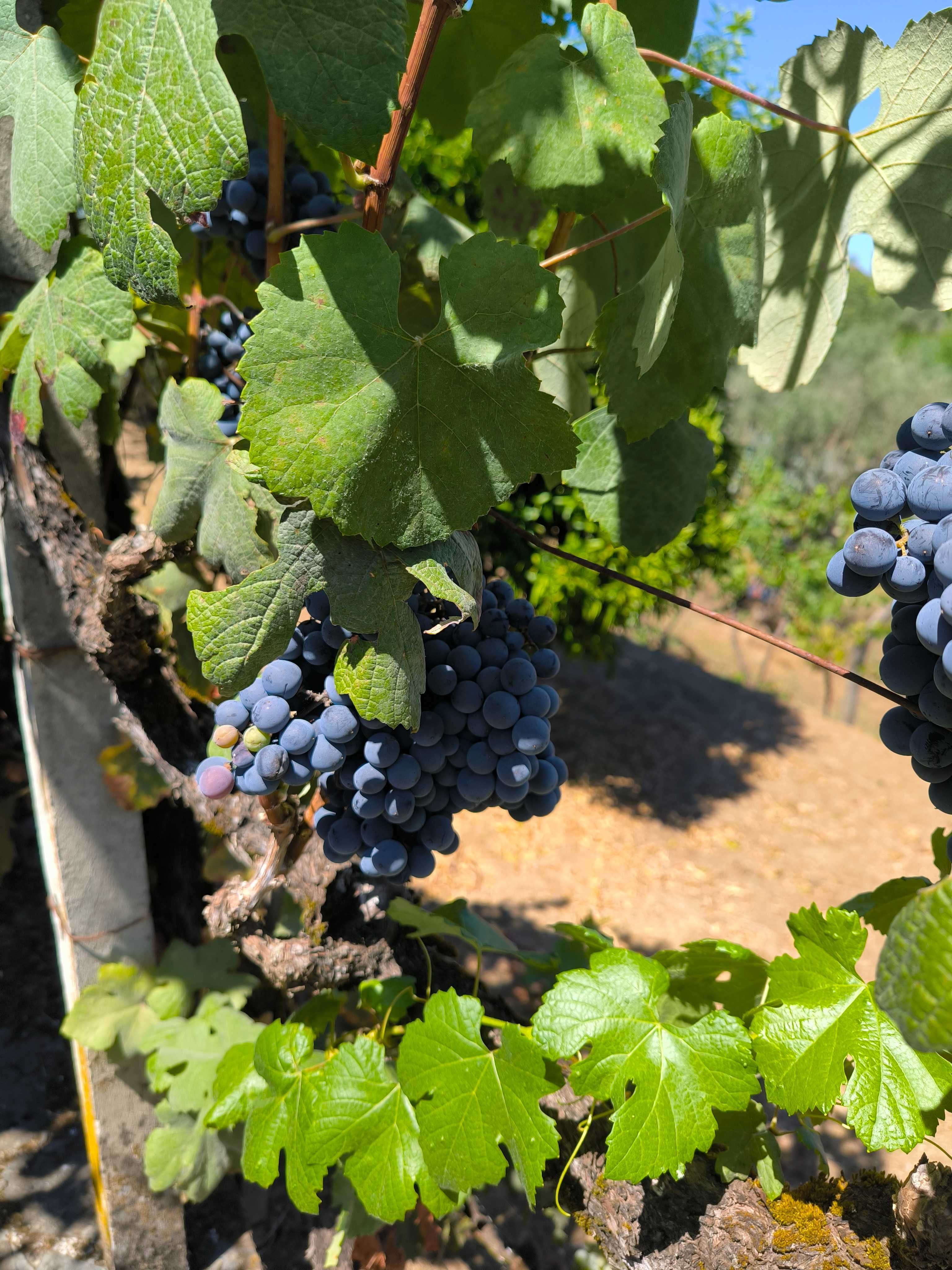 Vende-se uva para vinho.