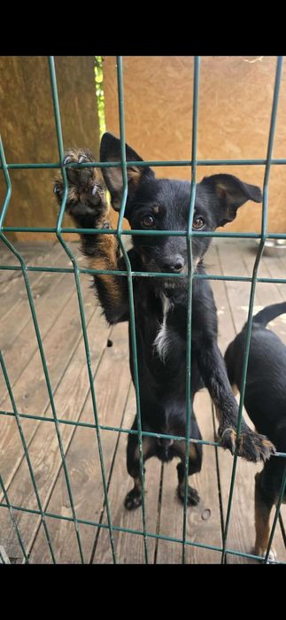 Kundelek, terier młody, szczeniak, samiec