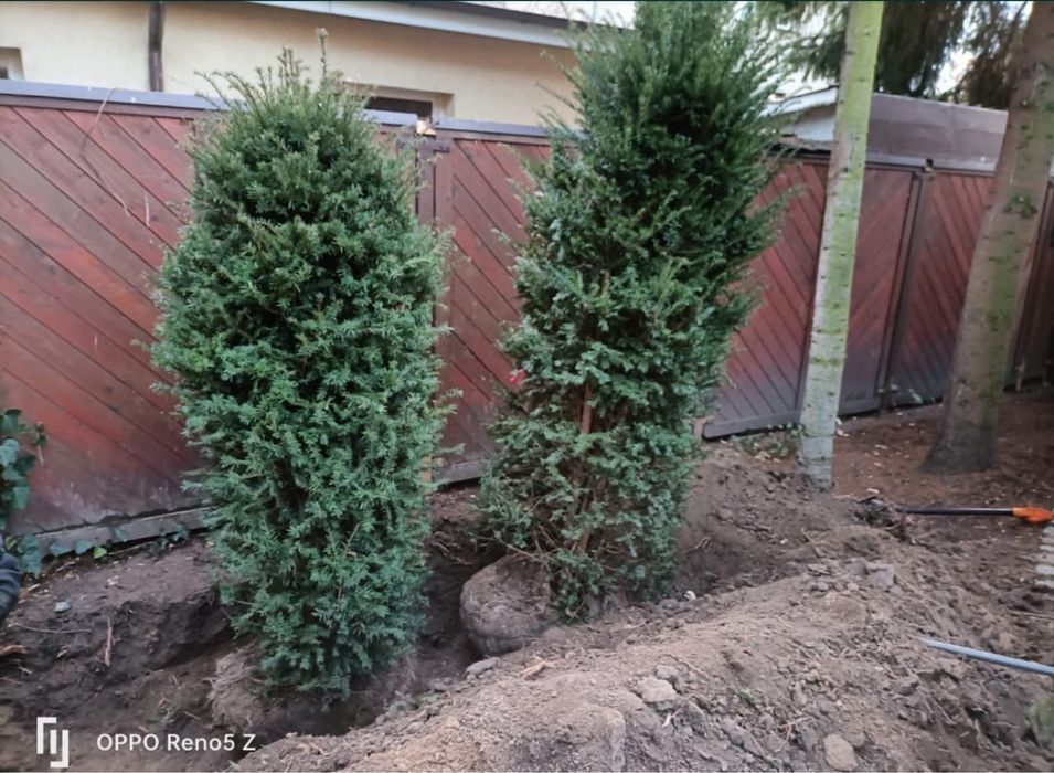 Sadzenie drzew  krzewow nasadzenia zastepcze wycinka drzew formalnosci