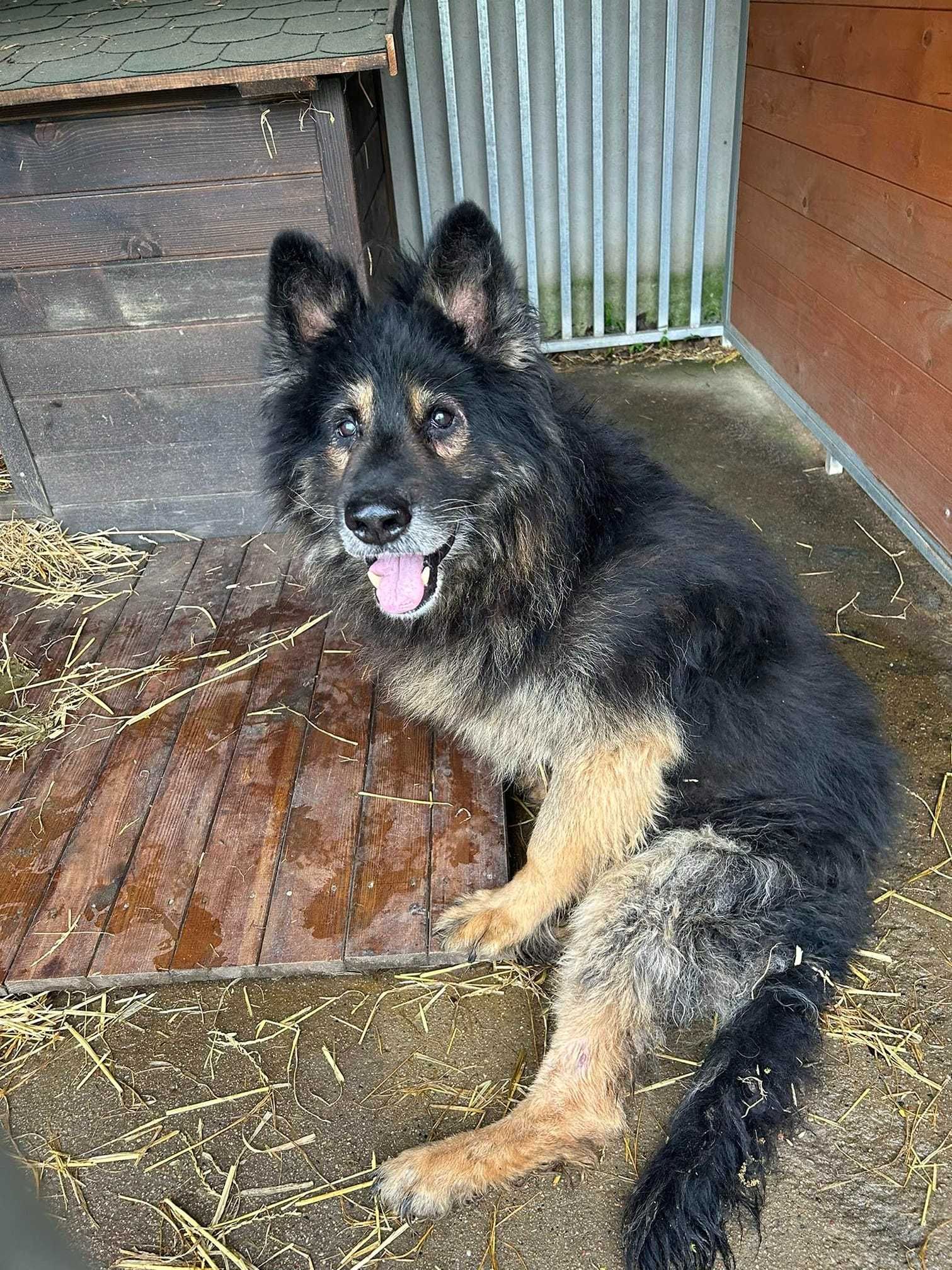 Alarm!!Rex upodlony przez cZŁOwieka szuka idealnego domu Gniezno