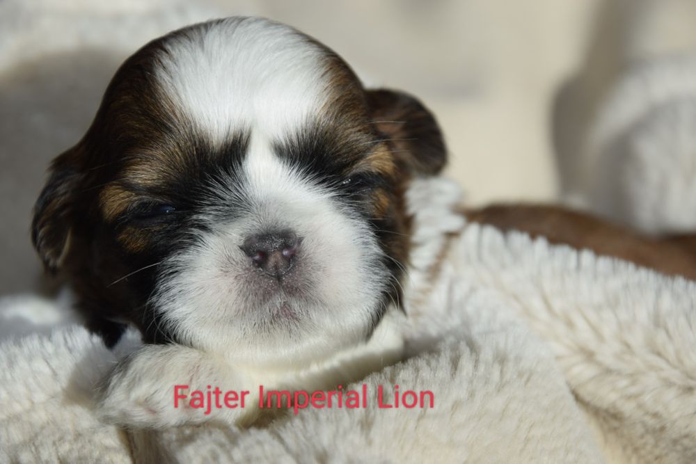 Fajter pies Shih Tzu chłopczyk szczeniak rodowód