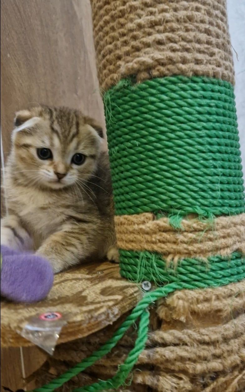 полосатий тигрюля