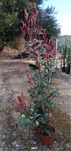 Vendo photinia ideal para sebes