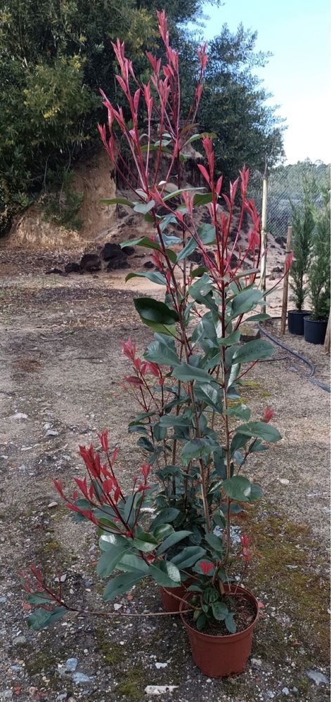 Vendo photinia ideal para sebes