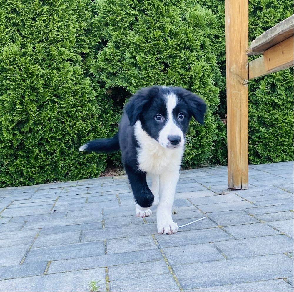 Border collie zapraszam