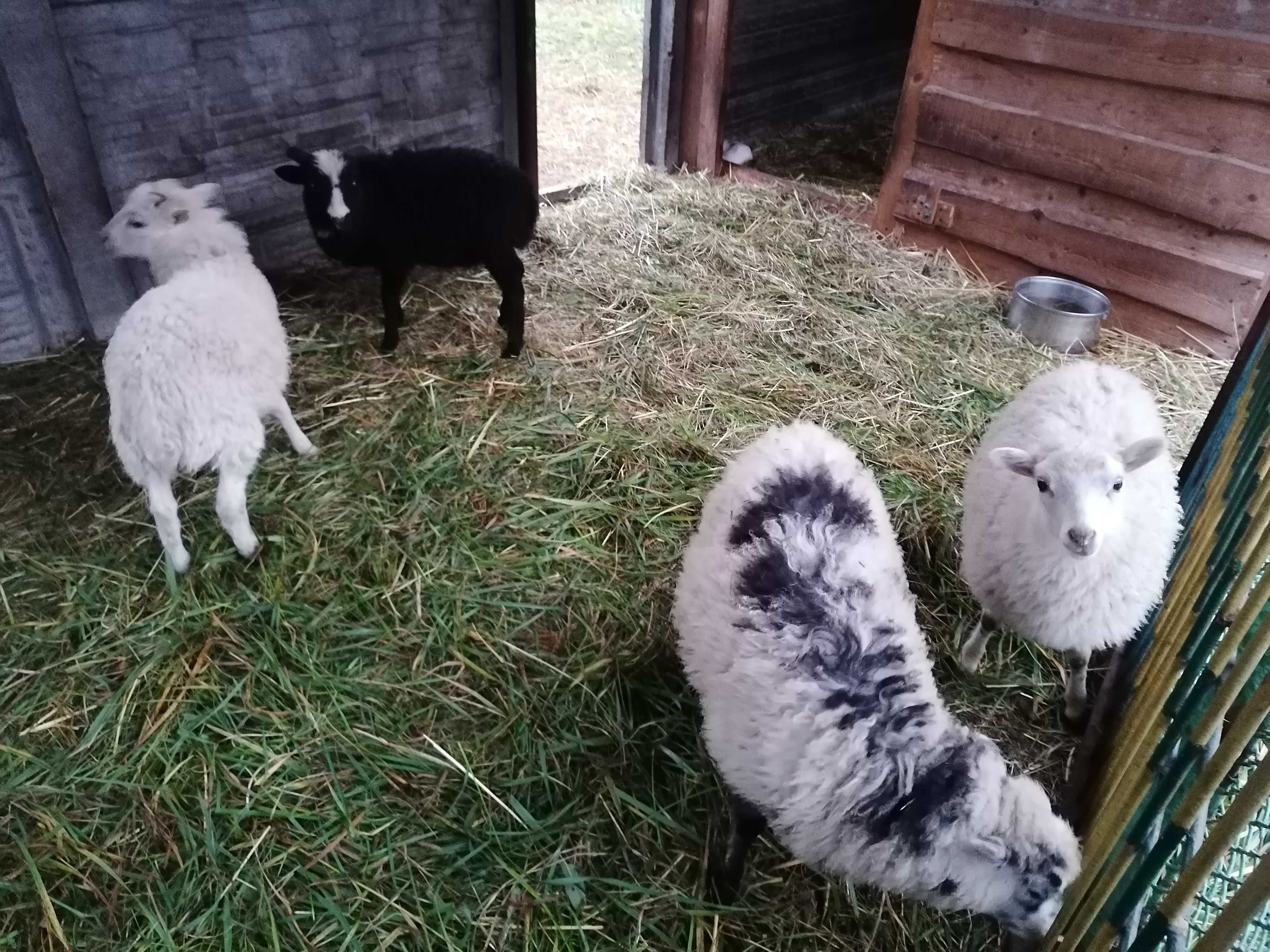 Baranki i owieczki Quessant