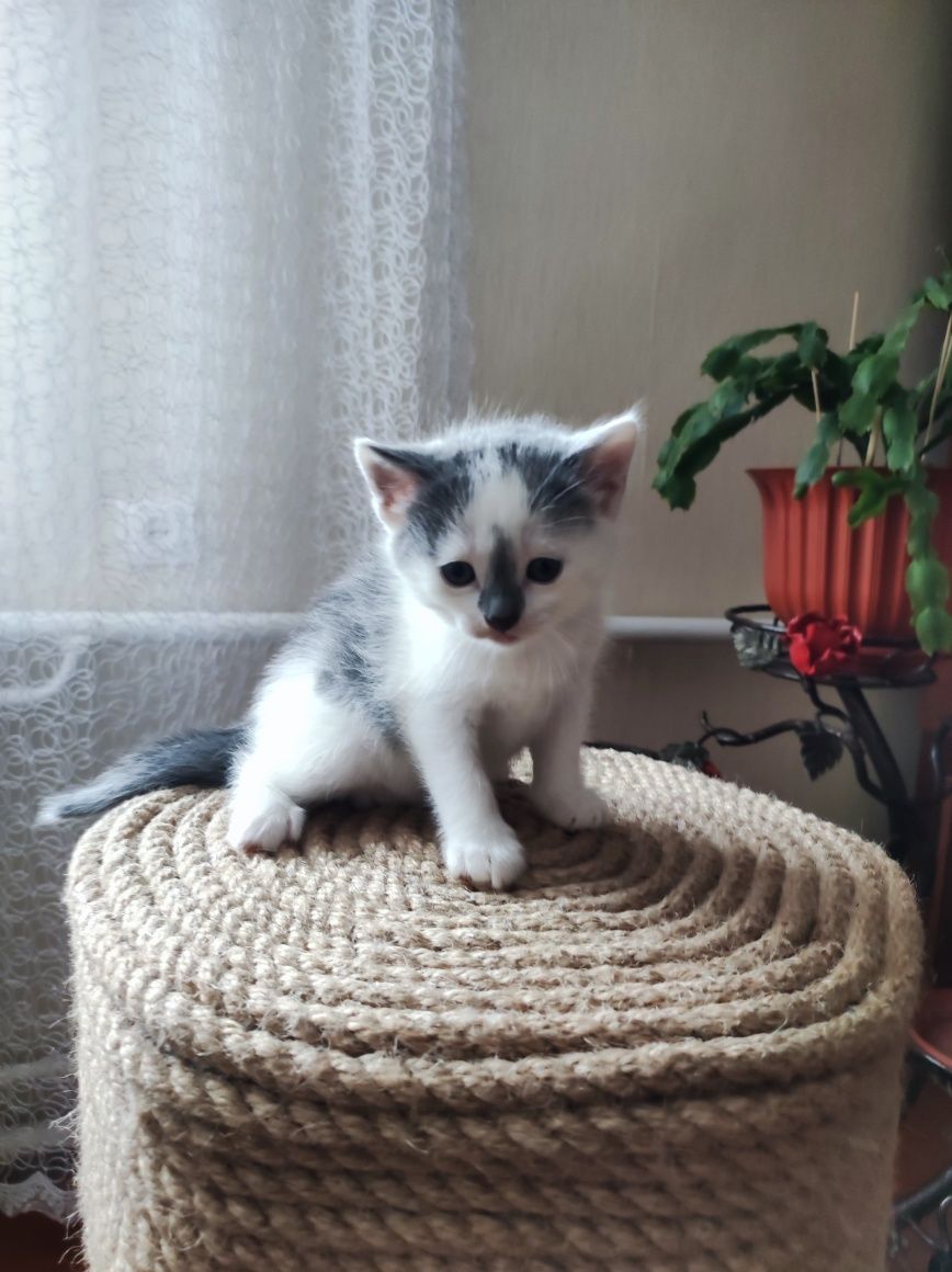 Кошенята любителям тварин