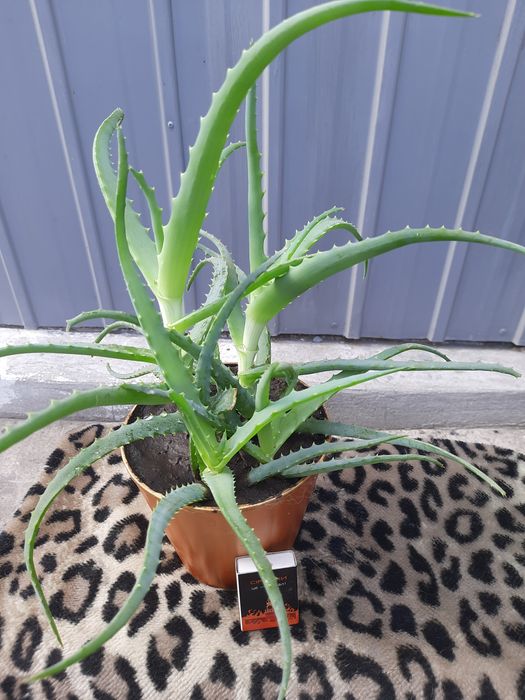 Алое комнатный лечебный