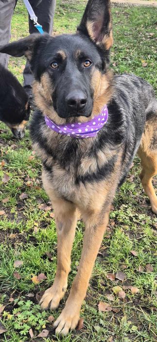 Suczka około półtora roku