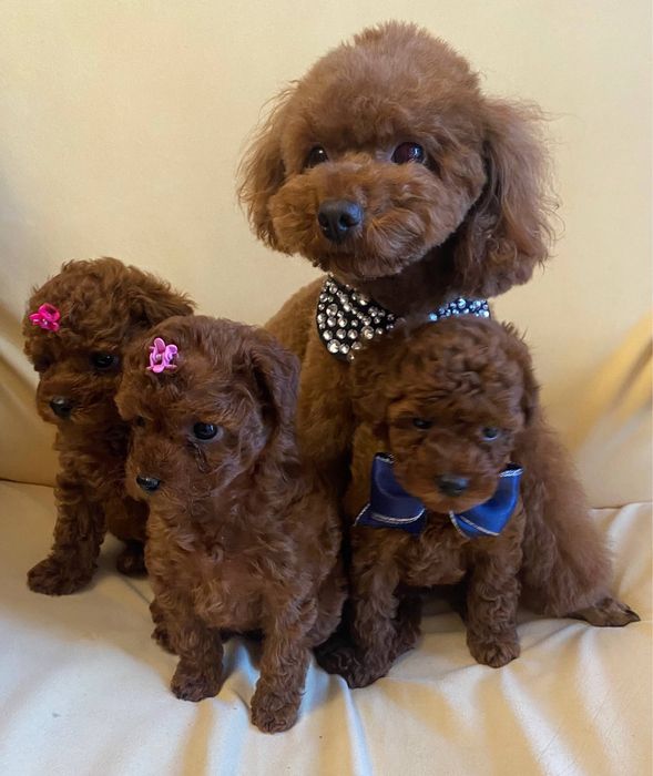 Мініатюрні Той пуделята