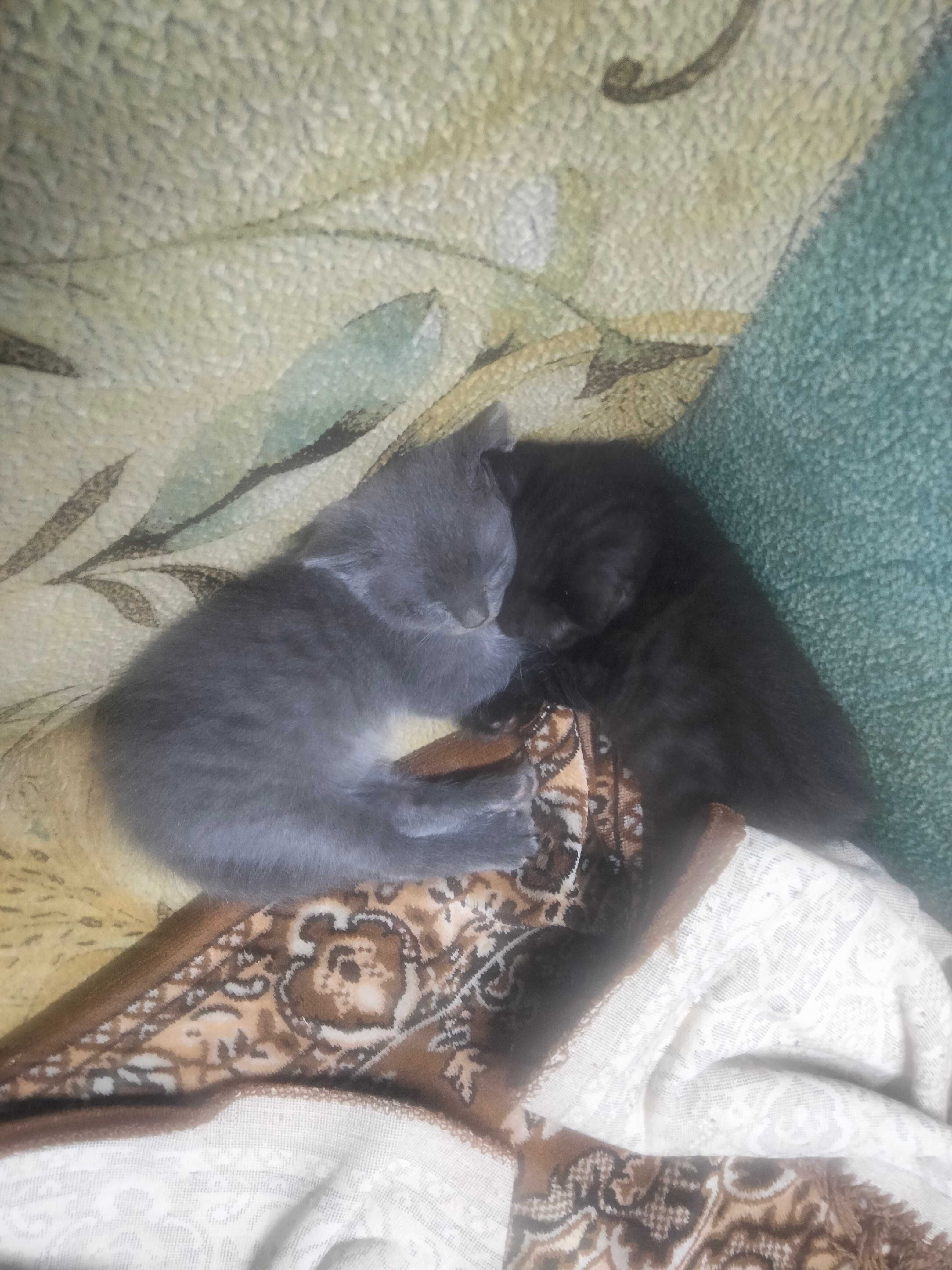 Продам кошеня шотландця