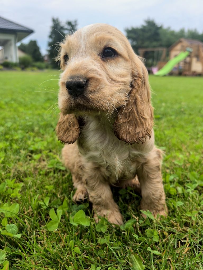 Ostatni piesek  cocker spaniel