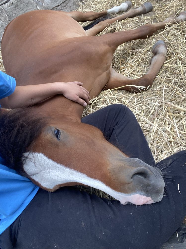 Sprzedam tarantowatego wałacha po Arabian-Atin-Ro