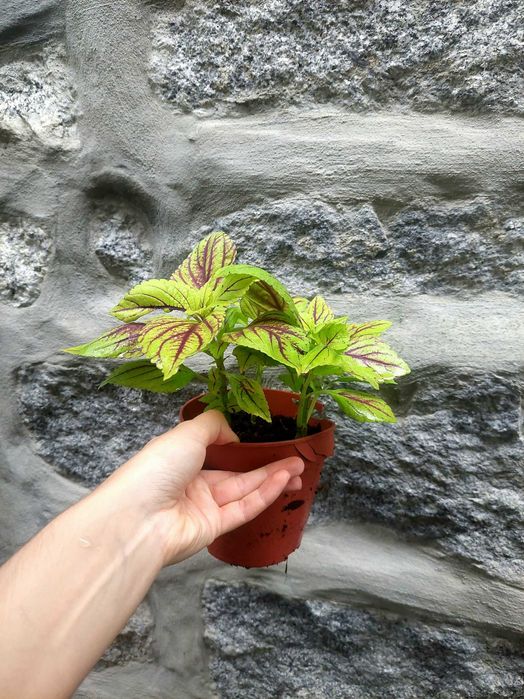 Planta Coleus verde