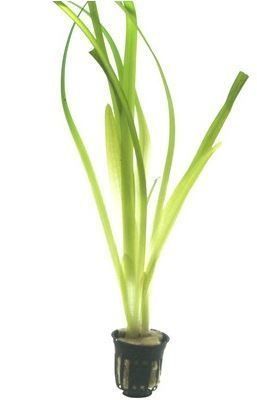 Plantas para Aquário