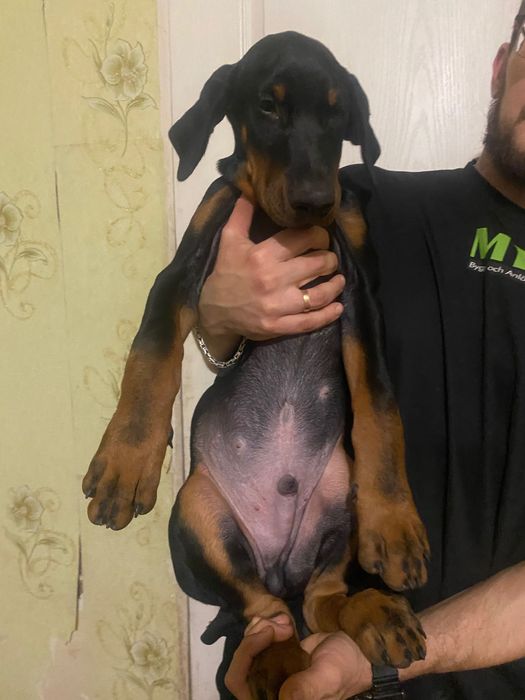 Цуценя добермана