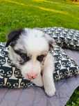 Border Collie Haczi Blue Merle