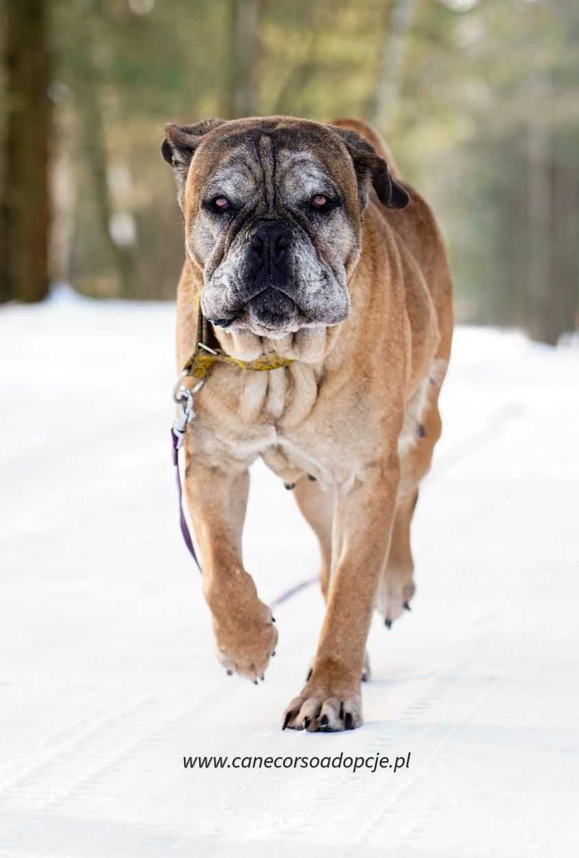 Ambra w typie cane corso do adopcji.