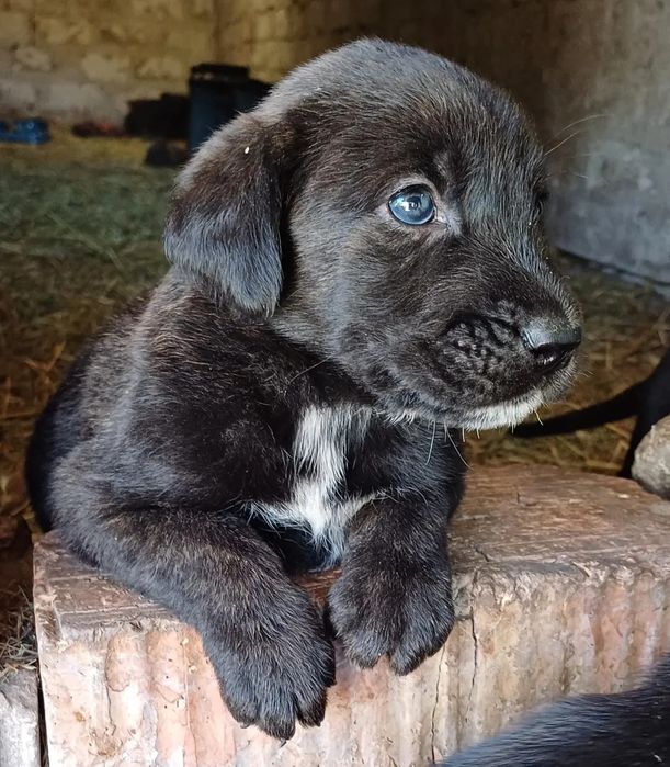 Кане корсо лучше друг