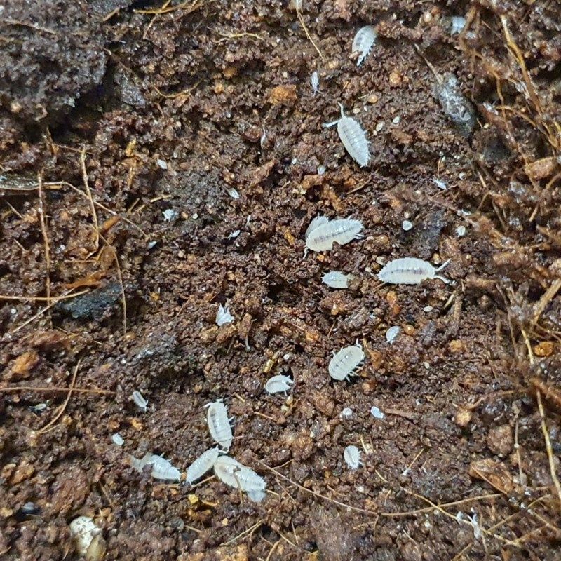 Isopodes (bichos da conta)
