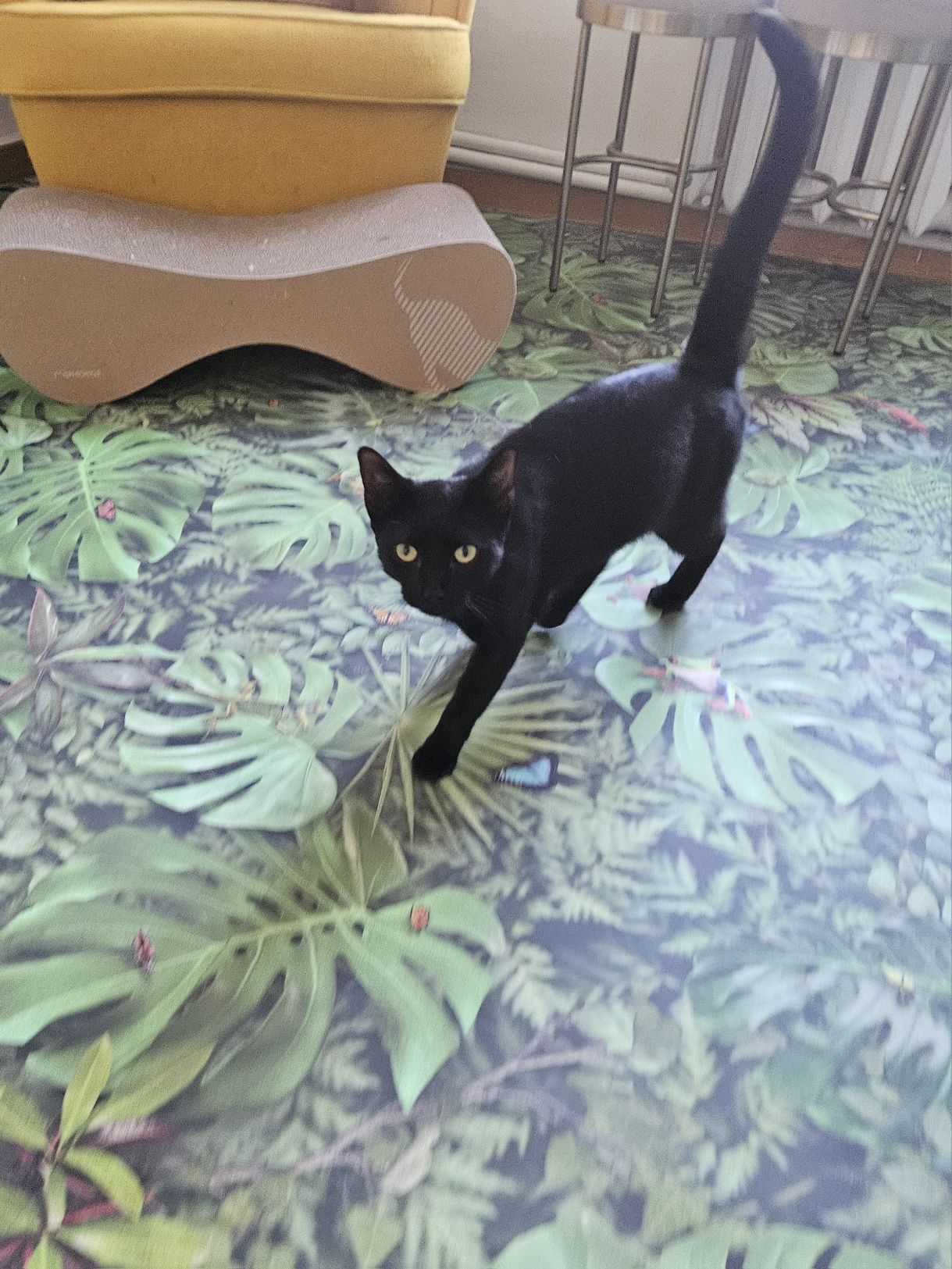 Piękna kotka do adopcji,  kot, kotek