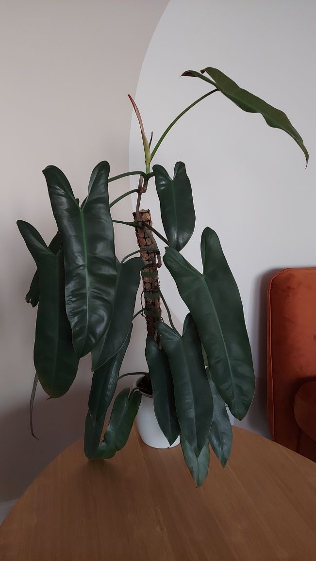Philodendron atabapoense