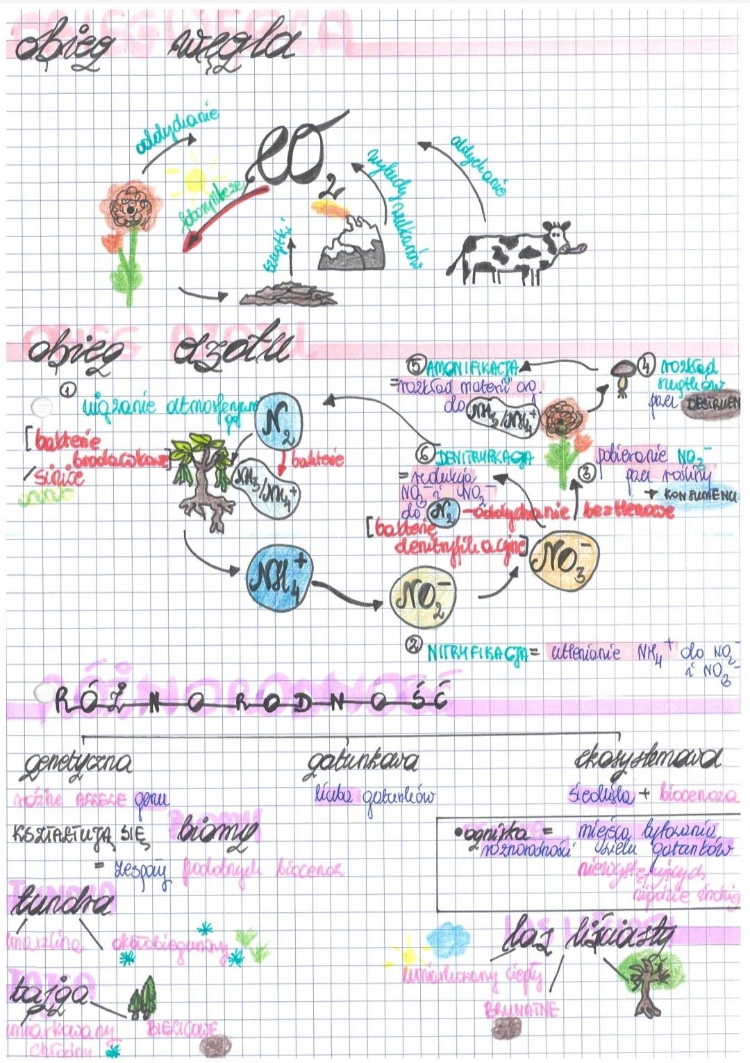 Notatki biologia rozszerzona