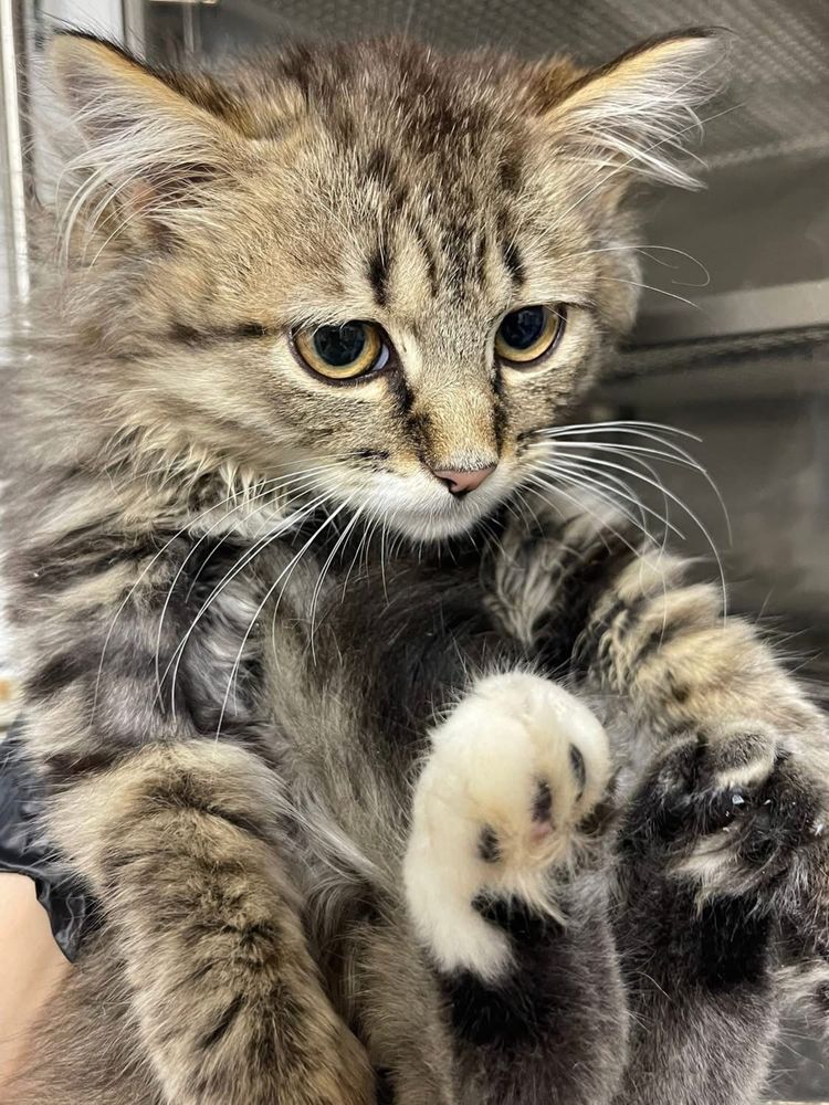 Кошенята хлопчики