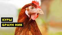 Кури Браун Нік продаж яєць для інкубації