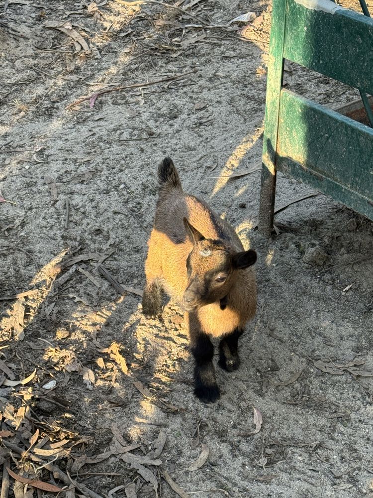Cabrito anão com 3 meses
