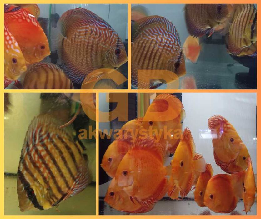 GB DYSKOWCE Paletka Checkeboard | Rozmiar "S" 4-4,5cm - dowóz ryb!