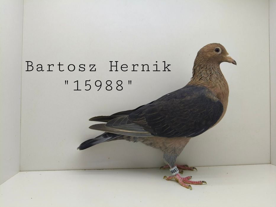 Gołębie pocztowe nietypowe barwy Almond Opal Ember Kite