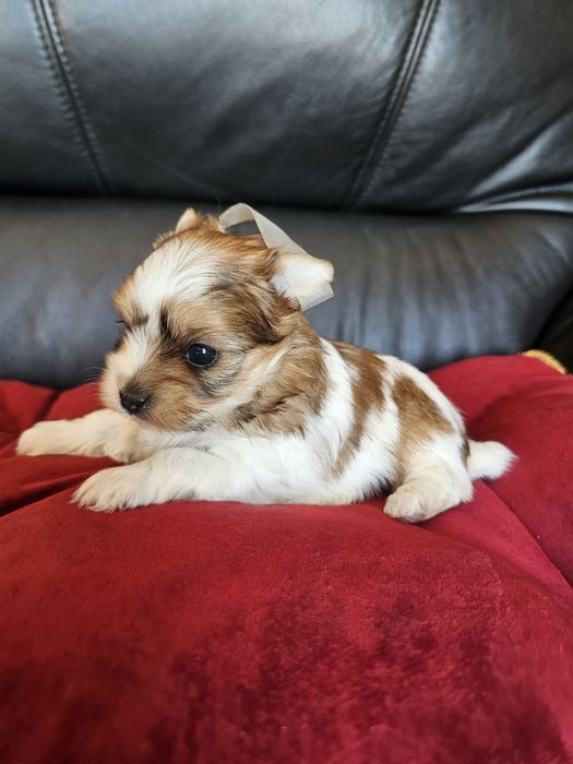 York terrier golddust rezerwacja