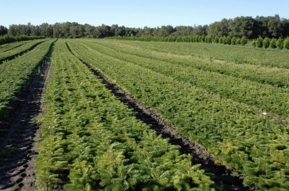 Jodła kaukaska sadzonki 2/2 choinek plantacja