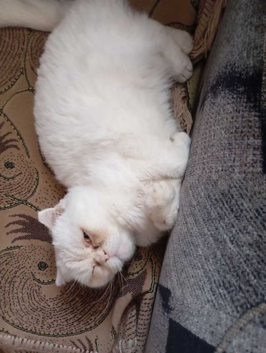 Відам кішку, в хороші добрі руки!