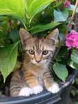 отдам котенка девочку 2 месяца