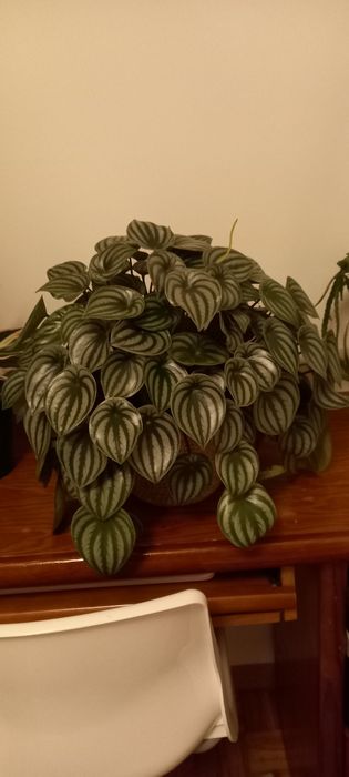 Peperomia watermelon