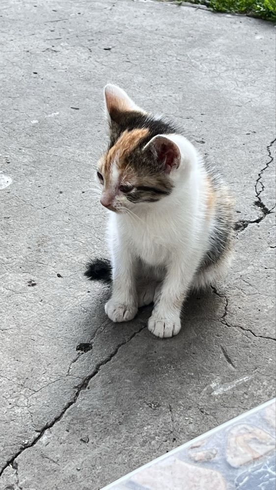 Відамо котиків в добрі руки
