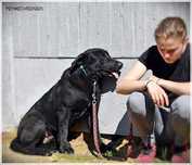 Sancho - młody psiaczek w typie labradora szuka domu