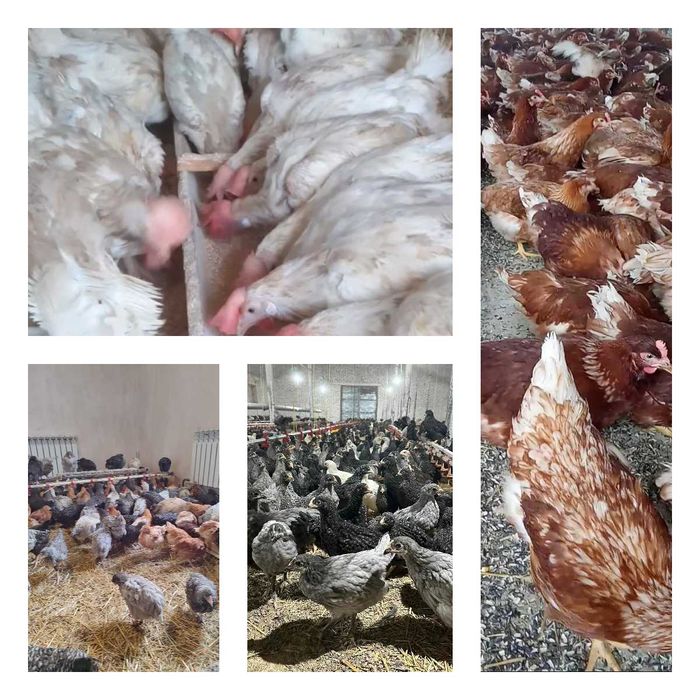 Продам кури несушки! Доставка безкоштовна. Липовець!